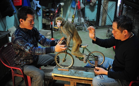 Cận cảnh một ngày "lao động" vất vả của những chú khỉ trong rạp xiếc ở Hà Nội